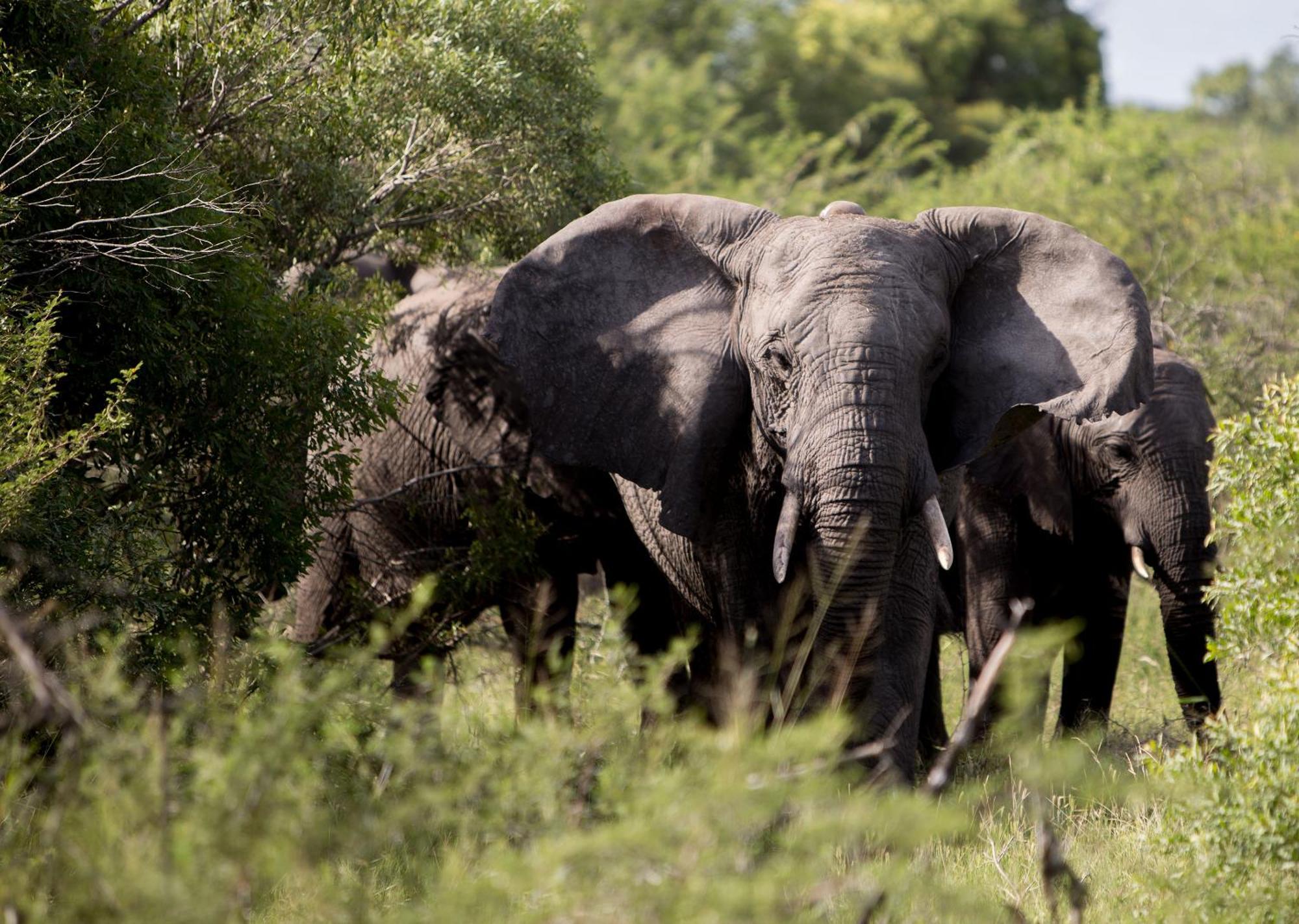 Royal Thonga Safari Lodge Sihangwane 외부 사진