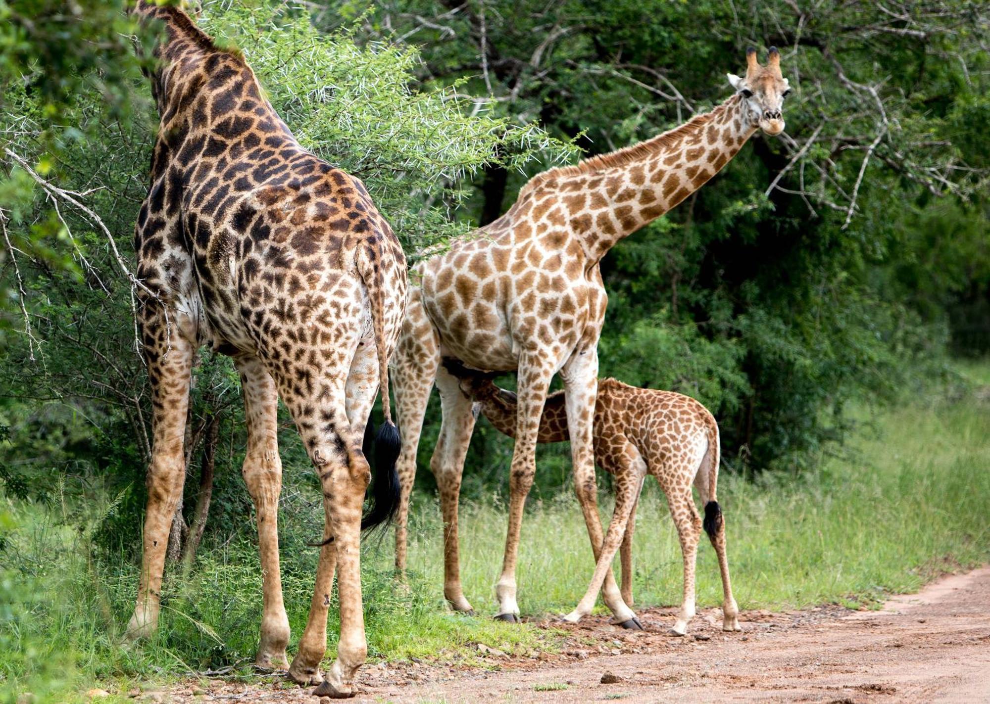 Royal Thonga Safari Lodge Sihangwane 외부 사진