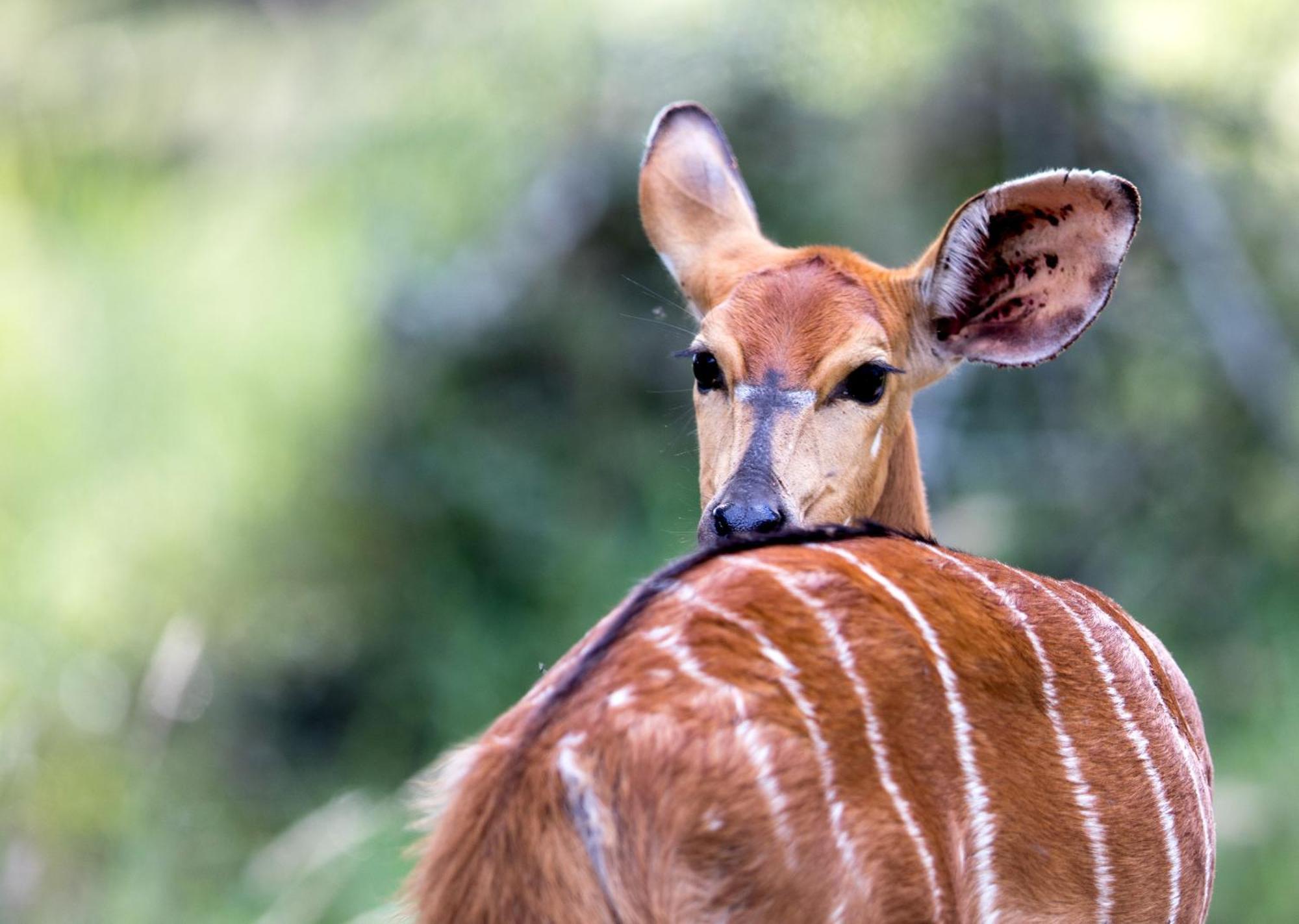 Royal Thonga Safari Lodge Sihangwane 외부 사진