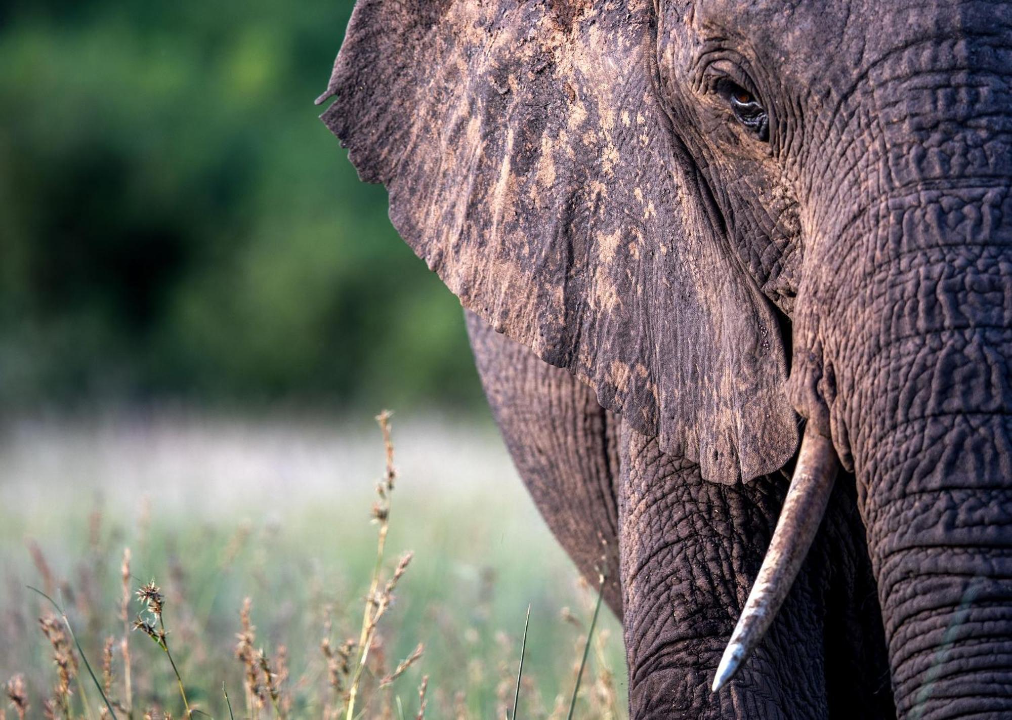 Royal Thonga Safari Lodge Sihangwane 외부 사진