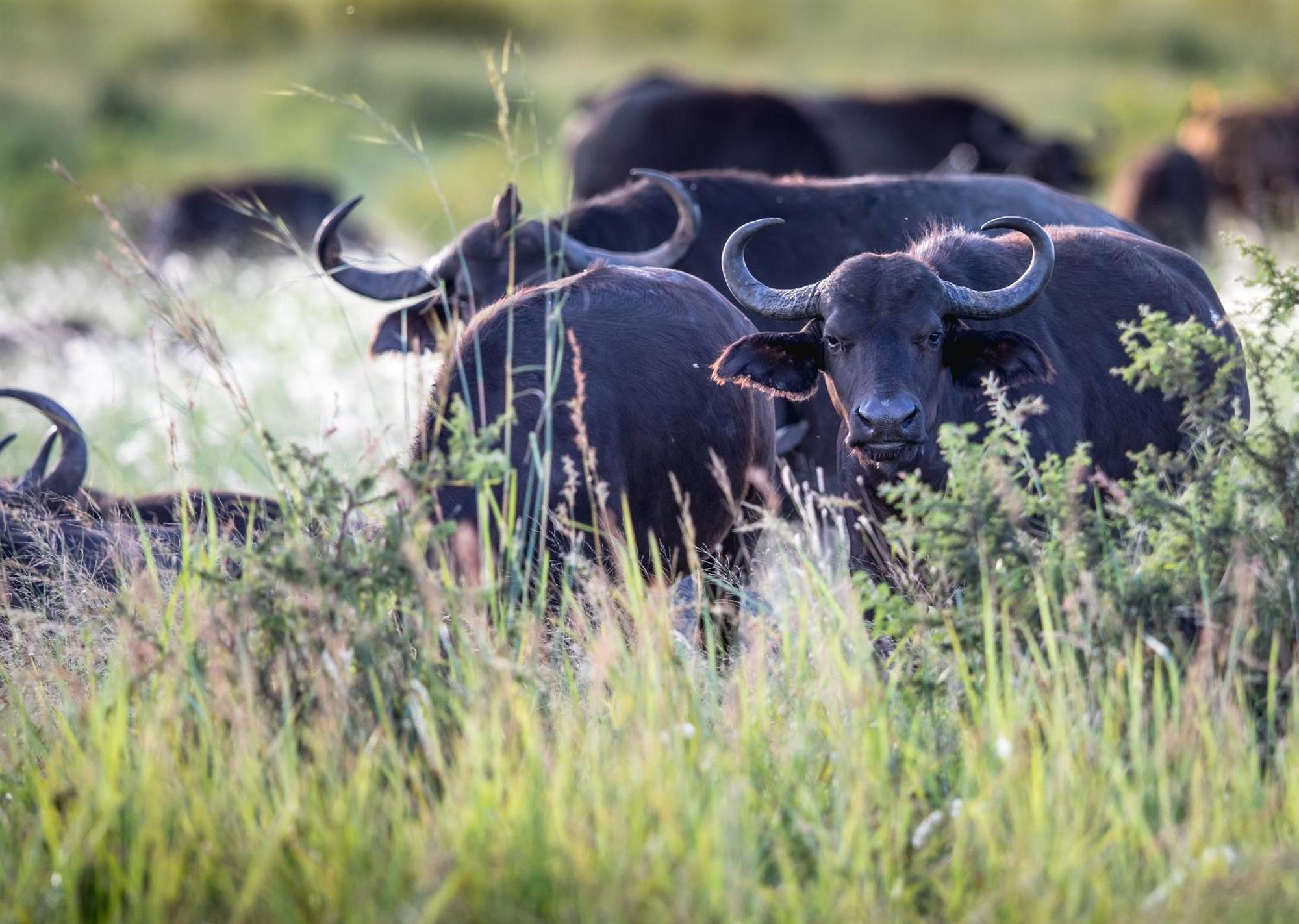Royal Thonga Safari Lodge Sihangwane 외부 사진