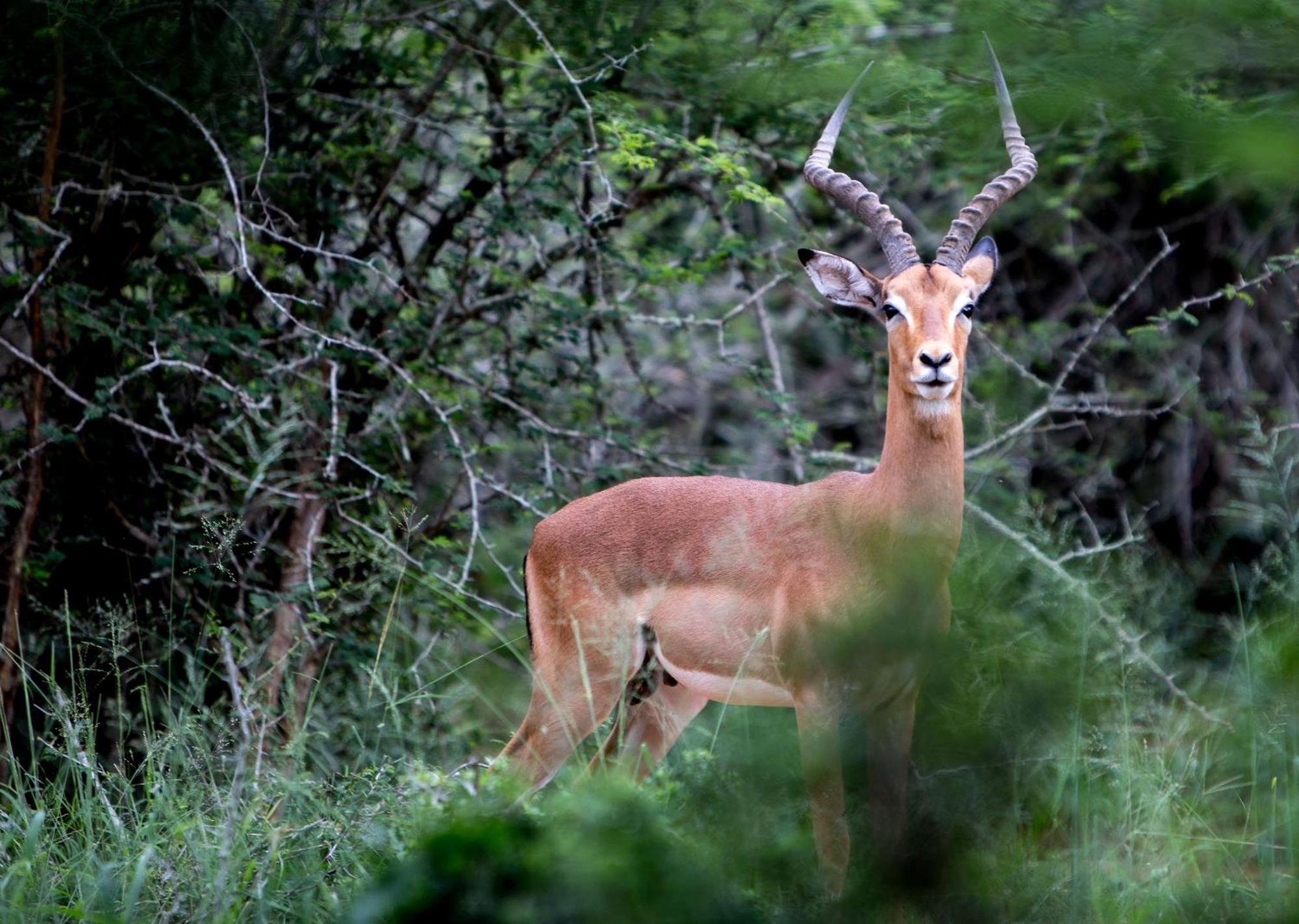 Royal Thonga Safari Lodge Sihangwane 외부 사진