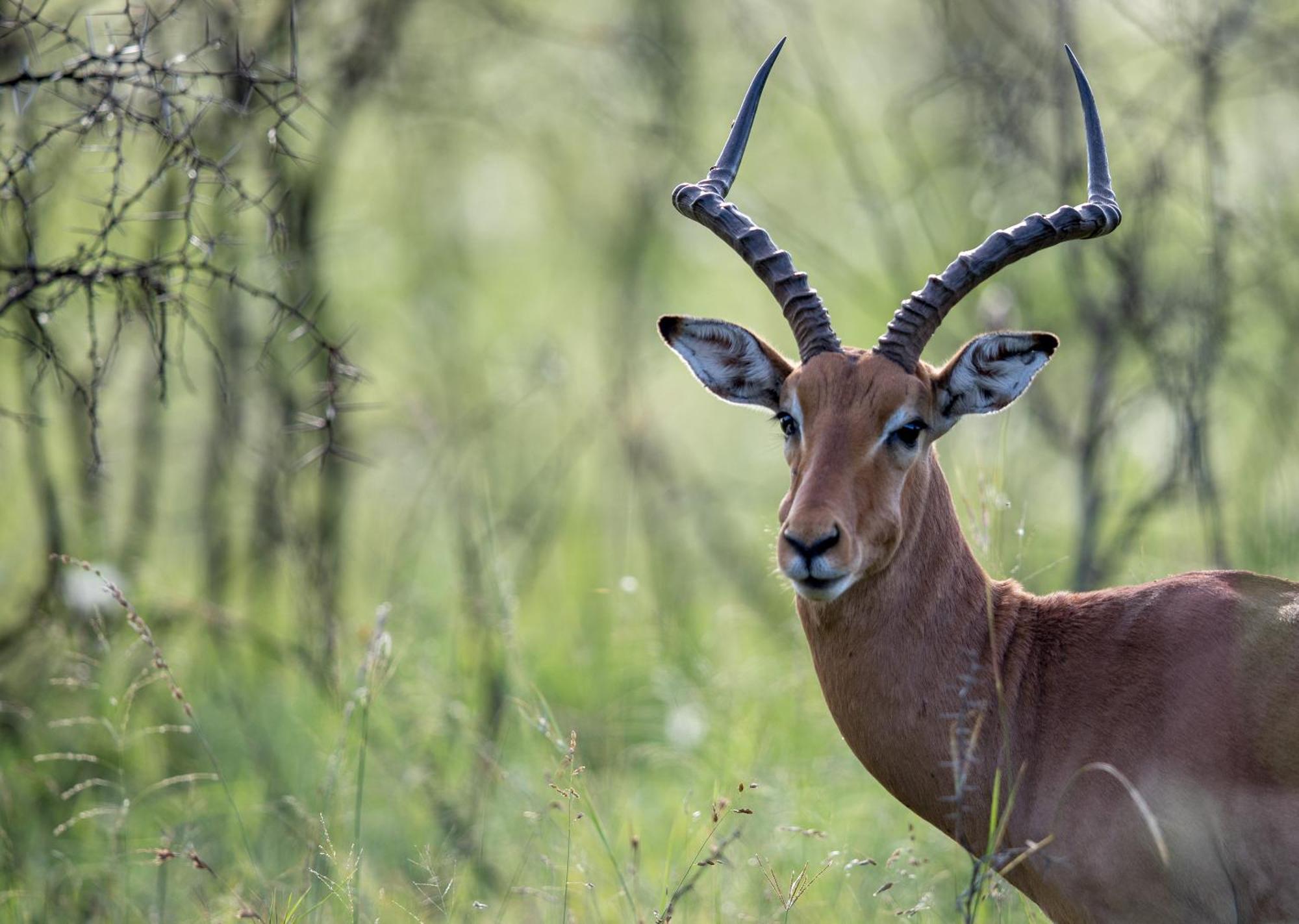Royal Thonga Safari Lodge Sihangwane 외부 사진