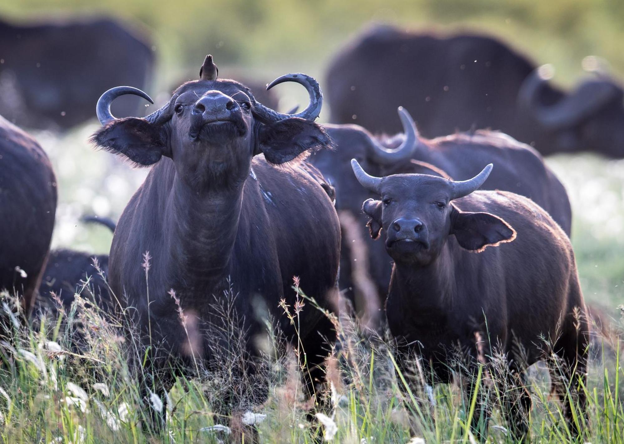 Royal Thonga Safari Lodge Sihangwane 외부 사진