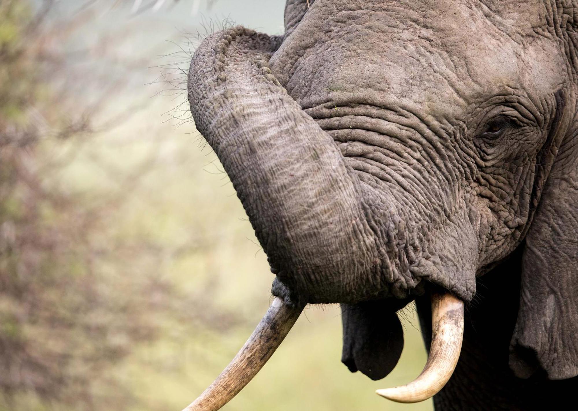 Royal Thonga Safari Lodge Sihangwane 외부 사진