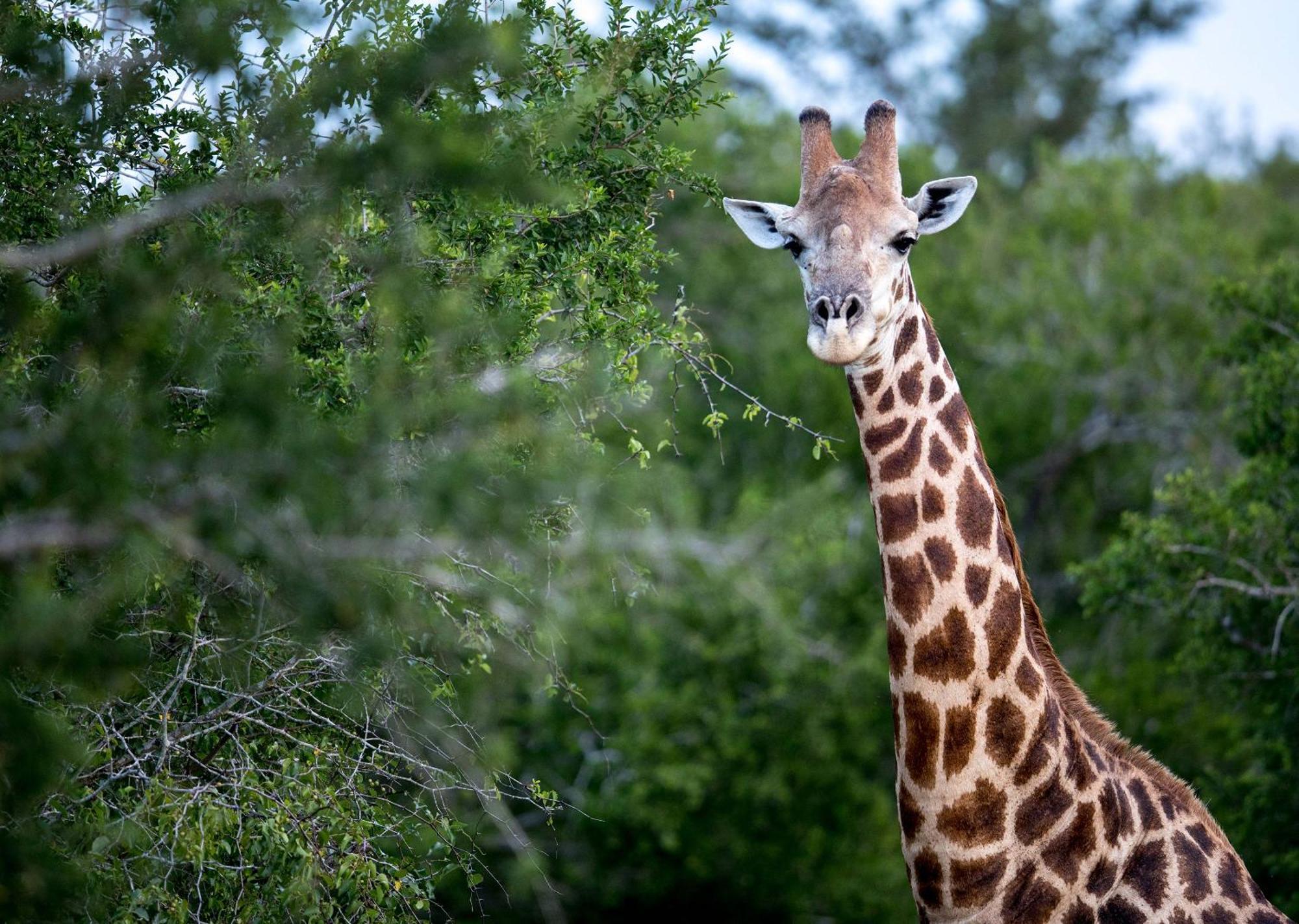 Royal Thonga Safari Lodge Sihangwane 외부 사진