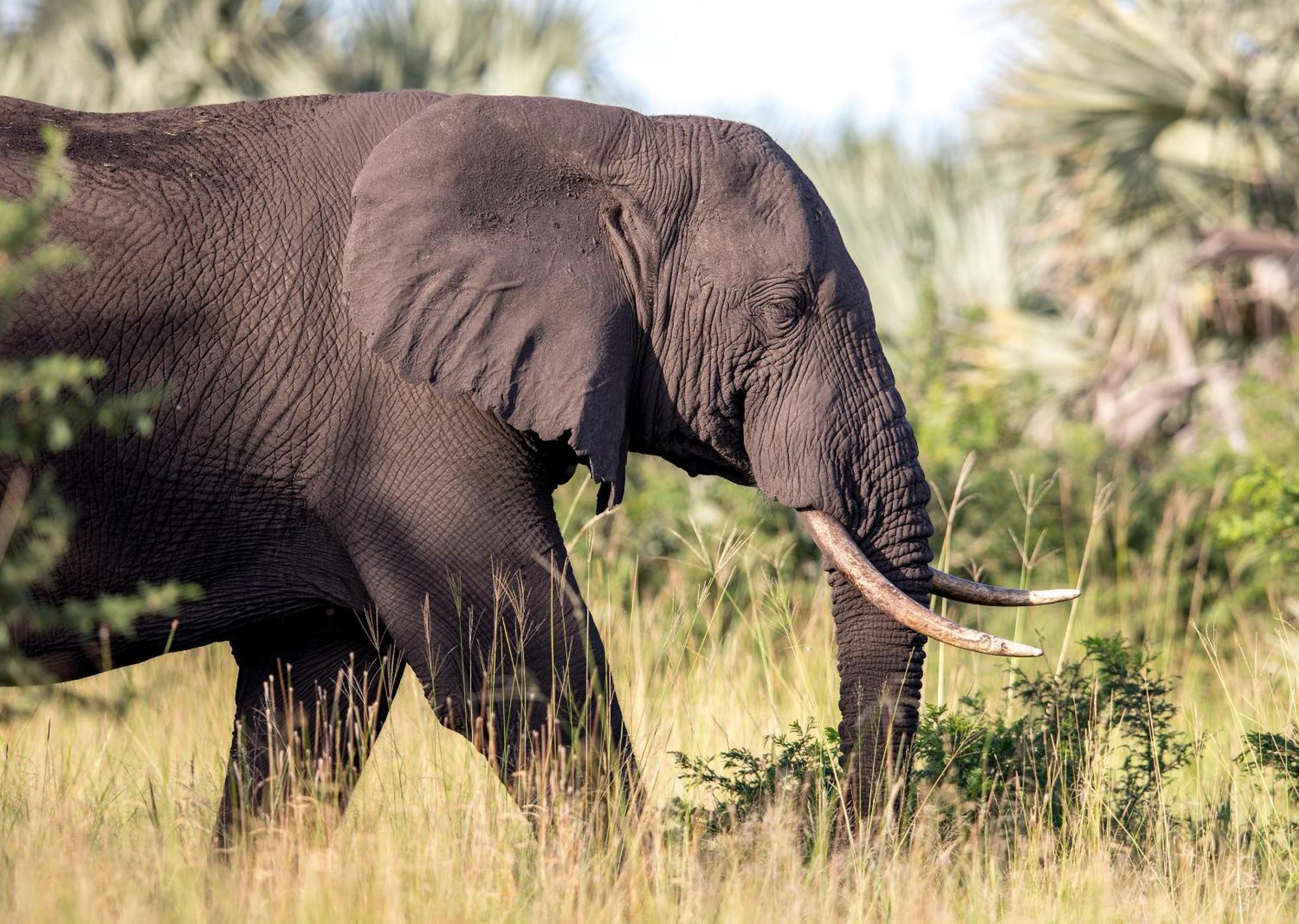 Royal Thonga Safari Lodge Sihangwane 외부 사진