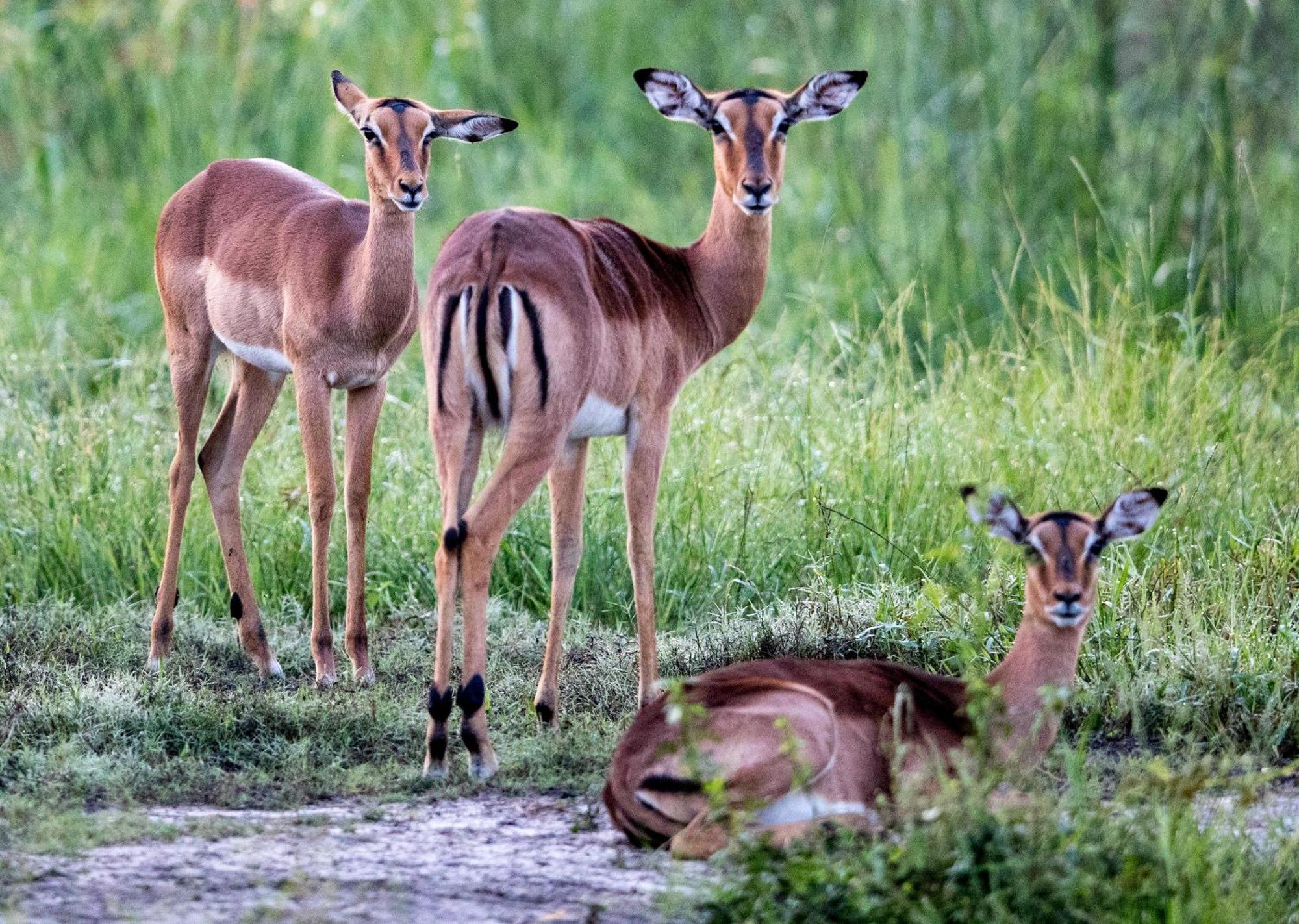 Royal Thonga Safari Lodge Sihangwane 외부 사진