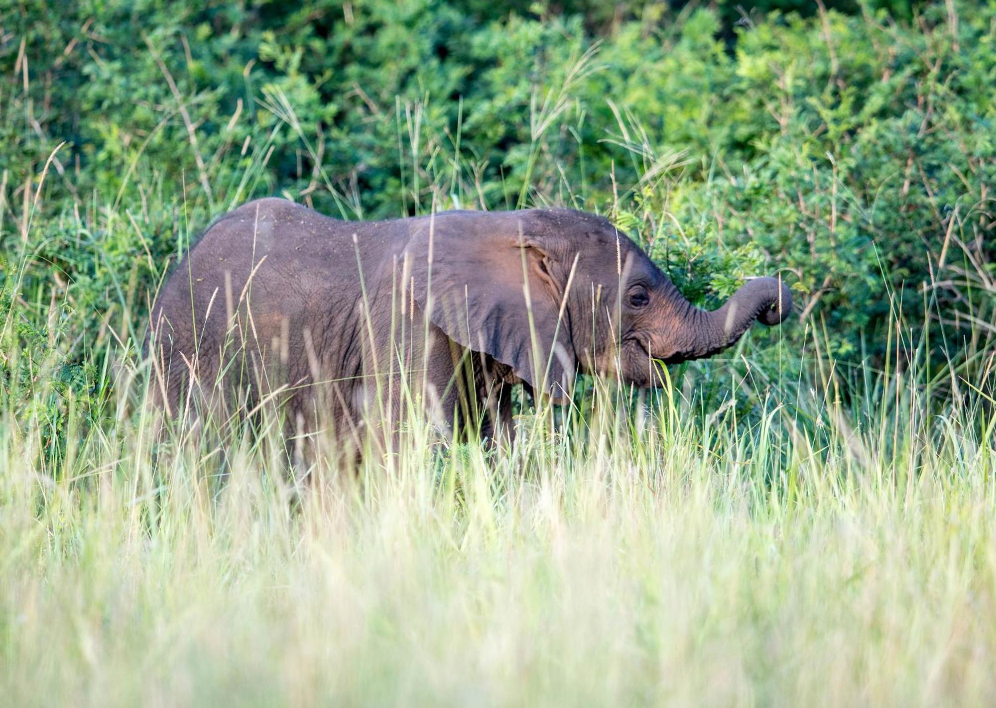 Royal Thonga Safari Lodge Sihangwane 외부 사진